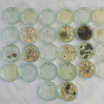 szklane naczynia widziane od góry, w który widoczne są próbki z badań mikrobiologicznych, rozwoju grzybów i pleśni